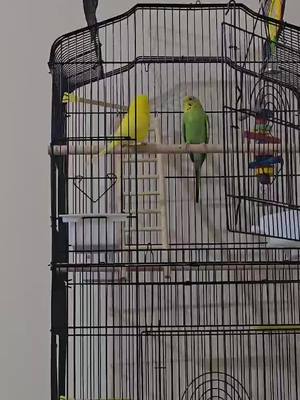 A post by @badgies.fun on TikTok caption: #budgies #budgieskissing #funnybudgies #budgielife #budgielove 