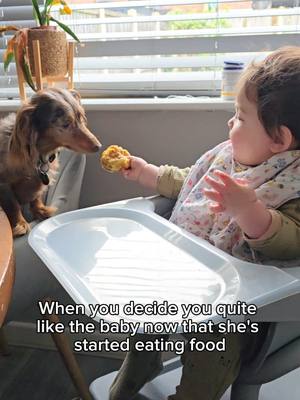 A post by @harleethedachshund on TikTok caption: snack buddies 🐶👶 #funnydog #babytiktok #dogandbaby #funnydog #dachshund 