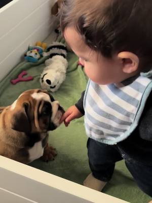 A post by @geb_carla1 on TikTok caption: Kisses #puppies #Love #puppylove #kisses #fyp #cute #bulldog #pet 