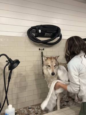 A post by @gilcreasemomma on TikTok caption: Morning routine!! With one our fur baby clients at Muddy Paws!! Duke has come so far in trusting the process 🐾 #justiceforgunner #muddypawsmudroom #cantontx 