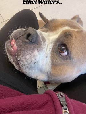 A post by @misfitangelsdogrescue on TikTok caption: What #huh #bulldogproblems #ethel #vet #dacc #saved #rescue #adopt #repeat 