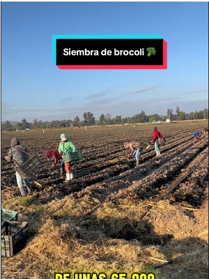 A post by @agroboy_mx on TikTok caption: Cultivo de brocoli en bajio 🥦🤠 #CapCut #agro #agronomia #agricultura #agronomo #agroboy #agricultor #campo #brocoli 