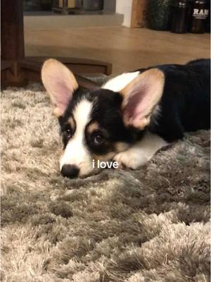 A post by @bradygraffiti_corgis on TikTok caption: Another Gdog appreciation post to commemorate this special day ☺️. #ilove #corgipuppy #puppy