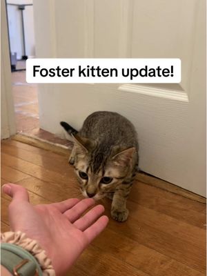 A post by @julia_adavis on TikTok caption: The progress is almost unbelievable 🥹 #coopkitty #coopkittyfosters 