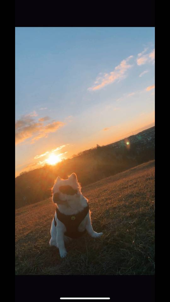 A post by @panajotiskalpakid on TikTok caption: #bella #bully #girl #Love #gutenmorgen #🥰🥰 #sonnenaufgang #🌅 #fluffy 