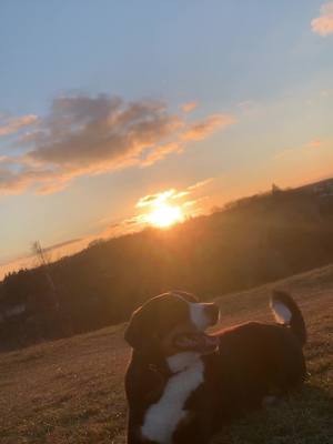 A post by @panajotiskalpakid on TikTok caption: #balko #appenzeller #Love #gutenmorgen #sonnenaufgang #🌅🥰 