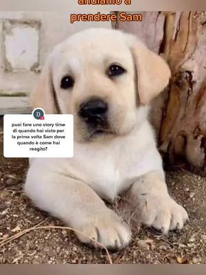 A post by @iamsam.wilson on TikTok caption: la tua vita con noi... #labrador #caneintelligente #Sam 