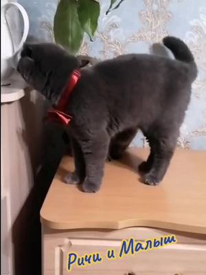 A post by @reka57u on TikTok caption: Котики #любимки #шотландец британец#cat#🤗