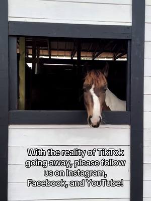 A post by @painted_dressage on TikTok caption: Go follow us on the other socials please!!!