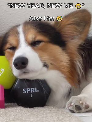 A post by @the.chees on TikTok caption: I’ll take a nap and work on my goals later. 😂 . . . #fyp #foryoupage #newme #newyear #lycheethecorgi #thechees #mocheethecorgi #corgi #corgis #dog #corgisofinstagram #corgipuppy #9gag #barked #corgistagram #corgiplanet #corgicommunity #corgipuppies #cute #corgibutt #myfavcorgi #weeklyfluff #instadog #dogsofinstagram #doglover #puppy #puppies #puppiesofinstagram #dogstagram #柯基 #コーギー #웰시코