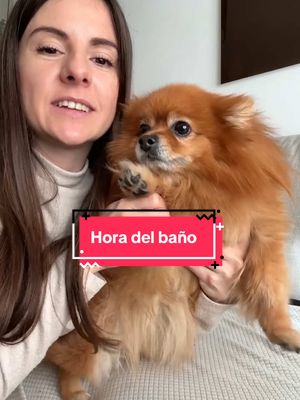 A post by @gigiisyt on TikTok caption: Qué bien se porta!!🫶🏻❤️ #pomeranian 