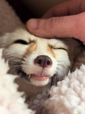 A post by @beduthefox on TikTok caption: Cheese #bedu #smile #cheese #teeth #happy #animals #fennecfox #play #cozy #blanket