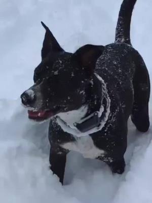 A post by @lastminutedogrescue on TikTok caption: This is Penny! Outside at her foster home in Northern Ontario, playing in the snow and adventuring in her natural habitat. Penny is still looking for her forever home. As you can see she loves being outside so somewhere remote with a lot of space for her to run around and play would be great. Share this to your friends and family to help us find Penny her forever home! #dog #lastminutedogrescue #dogrescue #dogadoption #dogsoftiktok 