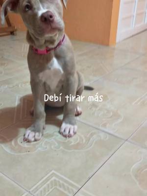 A post by @.mily.solis on TikTok caption: Mi pequeña princesa siempre te llevaré en mi corazón 💖#debitirarmasfotos #dog #pets #fy 