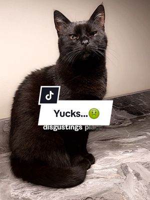 A post by @kitty.theduchess on TikTok caption: What is this place?🤨🤣 #funnyvideos #catsoftiktok #funnycats #catmemes #Meme #kittytheduchess #cats 