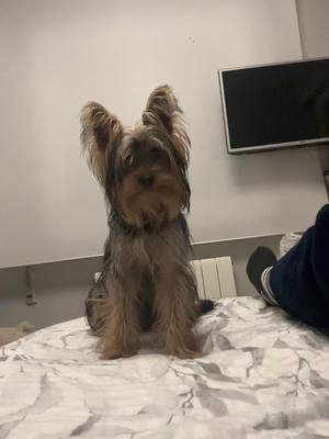 A post by @ on TikTok caption: Enzito 🥹🫶🏻#viral #perritos 