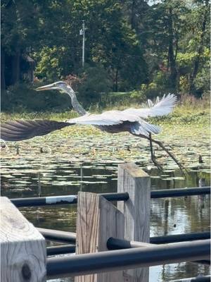 A post by @leeann__c on TikTok caption: #fyp #nature #lake #wildlife #christiantiktok #massfollowing 