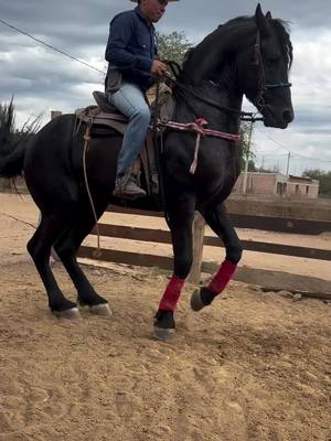 A post by @caballosbailadoress_ on TikTok caption: #caballosbailadores  #cuacosfinos  #frisones 