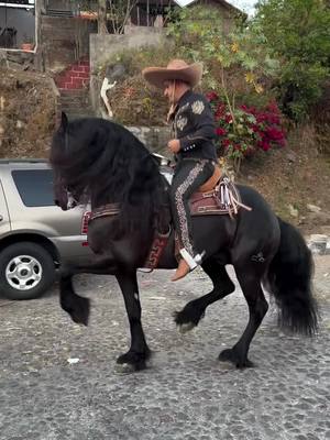 A post by @caballosbailadoress_ on TikTok caption: #caballosbailadores  #cuacosfinos  #frisones 