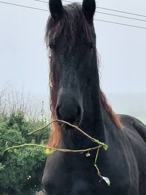 A post by @as_gon8 on TikTok caption: I think he thinks he’s a dog 🤣🖤🤍 #frisianhorse #husky #countrylife 