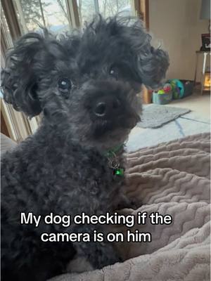 A post by @krissy0803 on TikTok caption: His cute face needs to be captured 🥰#simonthetoypoodle #toypoodle #cutedogs #dogsoftiktok #dogvideos #cutedogsoftiktok #dogtok #PetsOfTikTok #dogs #pets #dogmom #fyp #fy #doglover 