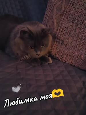 A post by @gvendolin08 on TikTok caption: #кошка #игры #😽😽😽 #Мышка #любимка 