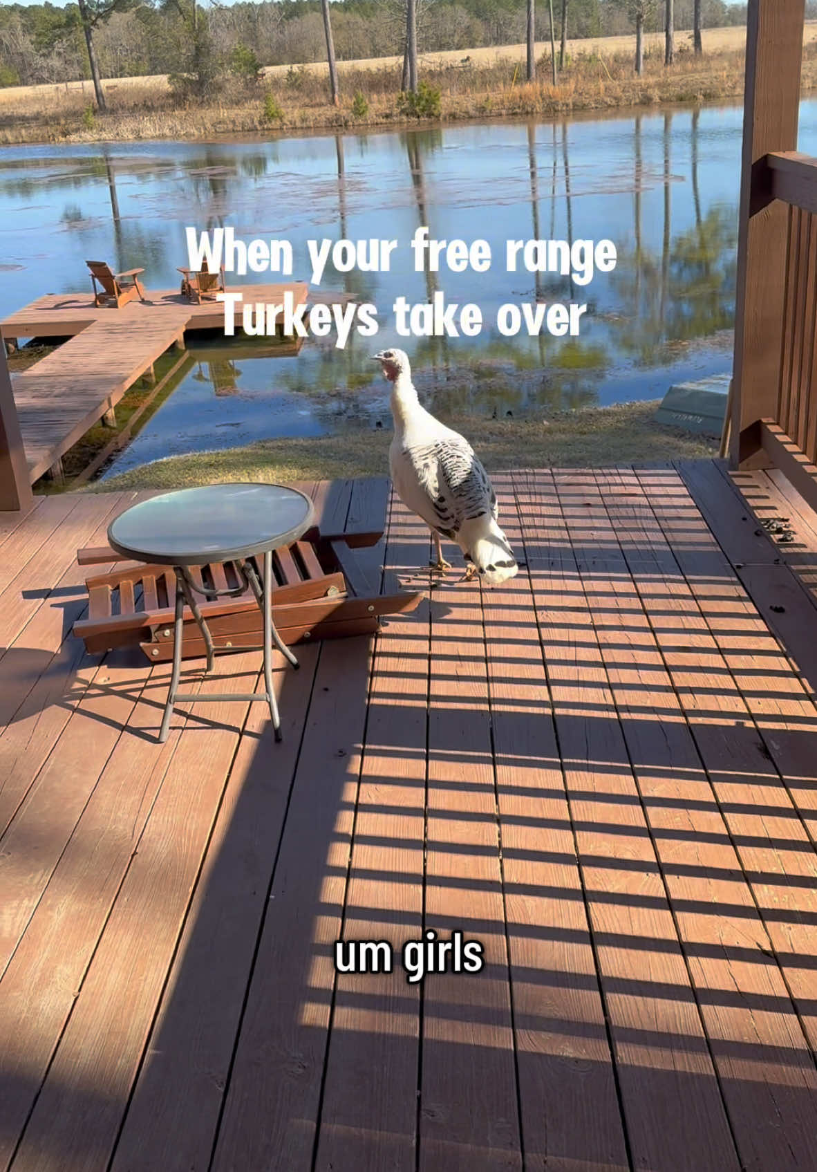 A post by @justbeinjordan_ on TikTok caption: This is where I draw the line 🤣😭 🦃  #turkeys #freerange #chickens #funny #farmfail 