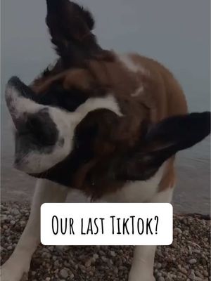 A post by @saint.in.the.city on TikTok caption: It’s been a pleasuring sharing Midas moments with you over the years! This platform brought so much love around Midas and I am deeply sad to loose this. Hope to see you all here again but if not follow us on Insta @saint.in.the.city #saintbernard #dogsoftiktok #tiktokpets #fyp #foryoupage 