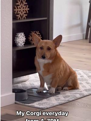 A post by @ralphysircorgalot on TikTok caption: The bowls 🙃 #fyp #corgisoftiktok #corgi #whensdinner #blink182  #imissyou 