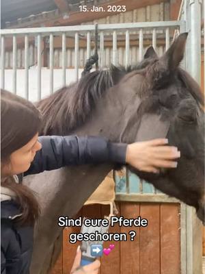 A post by @ninashorsepage on TikTok caption: @kavalio_official #erinnerung #fyp #fy #foryou #newacc #horse #pony #ponylove #riding #horseriding #pferd  #trend #viral #community #sound #funny #pov #horseriding #wellcomebacktiktok #equestrian #ninashorsepage #community #viralvideo #trending #goviralgo #Vlog #stallvlog #funny 