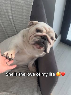 A post by @martakellett on TikTok caption: My ❤️#bulldogs #englishbulldog #lovemydog #dogsoftiktok #Love #spoiled 