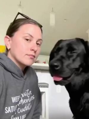 A post by @dog on TikTok caption: she understood every word (ig livinlavitalexi) #dog 