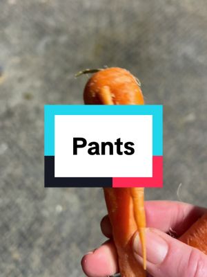 A post by @dr.allison.rodgers on TikTok caption: Sometimes I just can't help myself.  #equestrian #pants #carrot #thirdleg #fertility