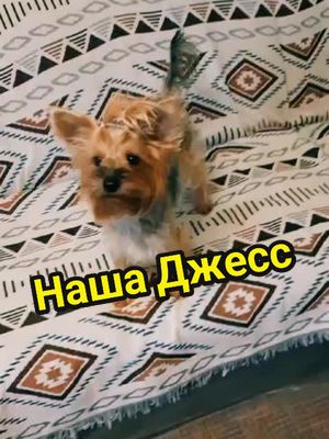 A post by @axml78 on TikTok caption: #реальныесёстры #йокширскийтерьер 