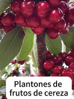 A post by @lawofattraction_life on TikTok caption: Puedes cultivar estos retoños de cereza en invernaderos y jardines. No requieren mucha tierra ni ambiente. Pueden producir frutos muy grandes, abundantes, dulces y jugosos que harán que tus vecinos te envidien cuando los coseche.