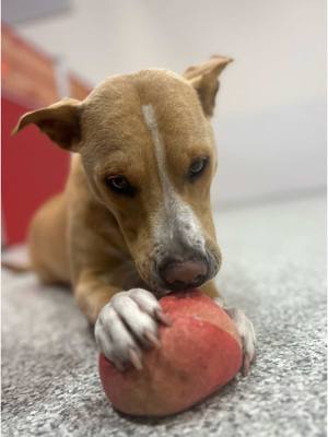 A post by @tdsspring on TikTok caption: No filter needed for these pretty pups 😎✨ Want your pup to be a part of the fun? Give us a call and we’ll get you started! (281)-869-7697 😉  #packlife #daycaredogs #thedogstopspring #Theonlystopyouneed 