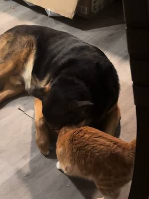 A post by @verwelktewildrose on TikTok caption: Copper is my rescue cat that was removed from his mom too early. Kye would always comfort him and they’re practically inseparable 💔 #BestFriends #Love #peace 