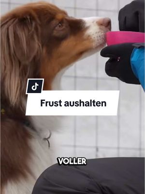 A post by @lakedog_akademie on TikTok caption: Kann dein Hund Frust aushalten? #hundeerziehung #hundetraining #hundetrainer #hundetipps #frust