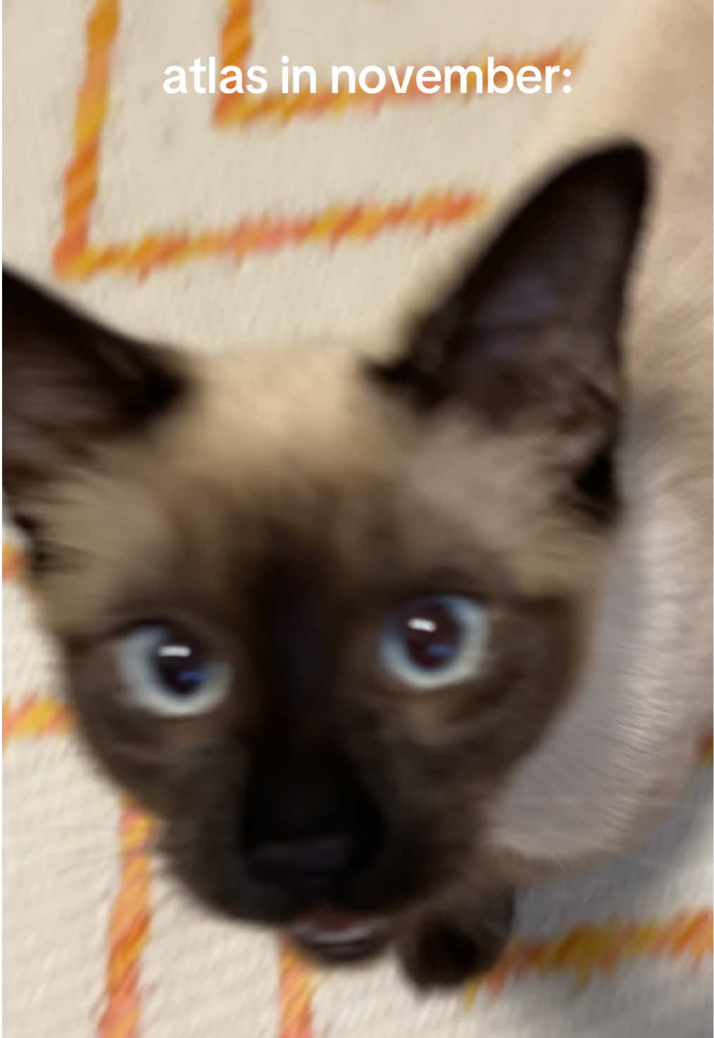 A post by @juststuart23 on TikTok caption: shes still so small but shes gotten so big 🥹💙 #siamesecat #kitten #adoptdontshop #rescuecat #catsoftiktok #hethey #fyp 