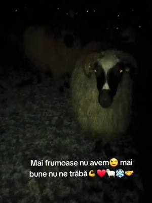 A post by @alinanicoleta45 on TikTok caption: oițele noastre dragi💪❤️🐑🤝🤝❄️❤️‍🔥@alexandrualexdanc 