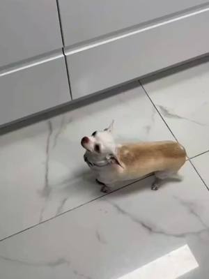 A post by @dogg_nikki on TikTok caption: nikki wants cookies 😂 #pet #foryou #PetsOfTikTok #fypシ #chihuahua #dog 