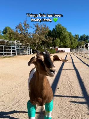 A post by @thegentlebarn on TikTok caption: Everyday, Bria reminds us of the beautiful life animals can have when they are safe and care for. She is onto the next steps of her healing journey, and she’s doing so well! We can’t wait to share more with you next time 😊 #goatsoftiktok #goat #animalrescue #farmanimalsanctuary #thegentlebarn #fyp #cuteanimals 