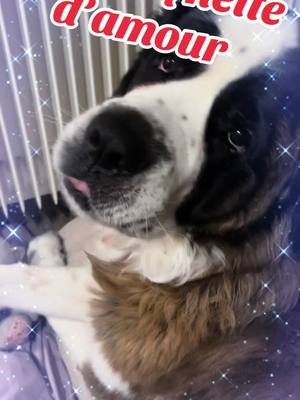 A post by @nathalieherbomel on TikTok caption: #maruby #saintbernard #pourtoi 