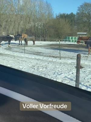 A post by @die.affen_bande on TikTok caption: || Wie oft schaffst du es in der Woche zum Pferd? #pferd #horse #pferdemädchen #pferdeliebe #happyhorse #vorfreude 