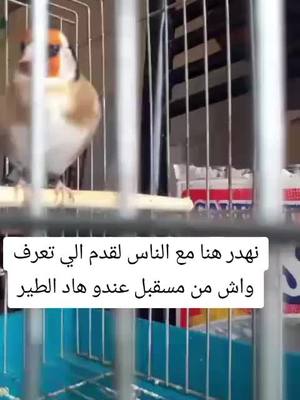 A post by @zakiiori on TikTok caption: #tiktok #طائر 