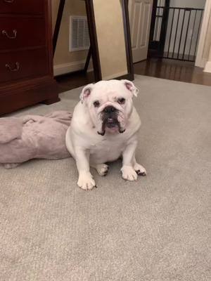 A post by @lola_tillman_bulldogs on TikTok caption: Bop bop’s busy life! #englishbulldoglover #englishbulldogsoftiktok #englishbulldog #englishbulldogs #englishbulldogpuppy #puppiesoftiktok #dogsoftiktok #PetsOfTikTok #trendingaudio #followtrain #viral #fyp #whiteenglishbulldog 