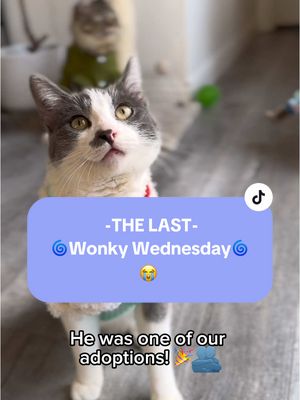 A post by @meganandtherescues on TikTok caption: This 🌀Wonky Wednesday🌀 is brought to you by the upcoming destruction of America! 😄🇺🇸 WEEEEEEEEeeeeeeee #wonkywednesday #rip #catsoftiktok #kittensoftiktok #panicandserotonin #lasttiktok #byetiktok #tiktokban #babybird #ok