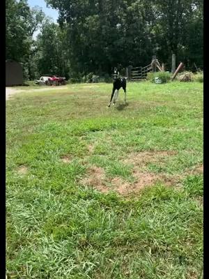 A post by @ranchin.cowgirl on TikTok caption: #horses#horsesoftiktok#horsetok#gelding#geldingsoftiktok#geldingtok#greyhorse#greyhorsesoftiktok#foalsof2021#GlowUp#fyp#foryoupage 