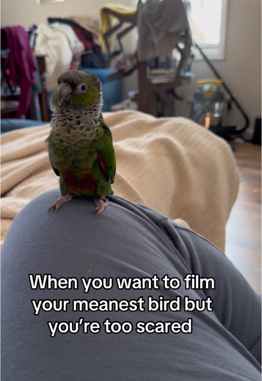A post by @my_flying_fids on TikTok caption: Why is she so mean 😩 