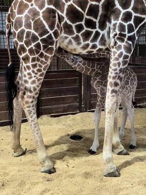 A post by @geralds.life on TikTok caption: How time flies… hard to believe Fin will be 10 months old tomorrow 🥹 #finnthegiraffe #baby 